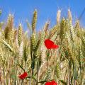 Grano e papaveri in Valmarecchia