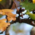 Autunno in Valmarecchia - foto di Daniele Suzzi